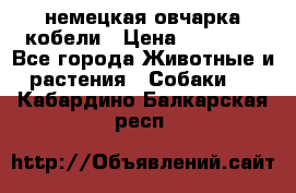 немецкая овчарка кобели › Цена ­ 25 000 - Все города Животные и растения » Собаки   . Кабардино-Балкарская респ.